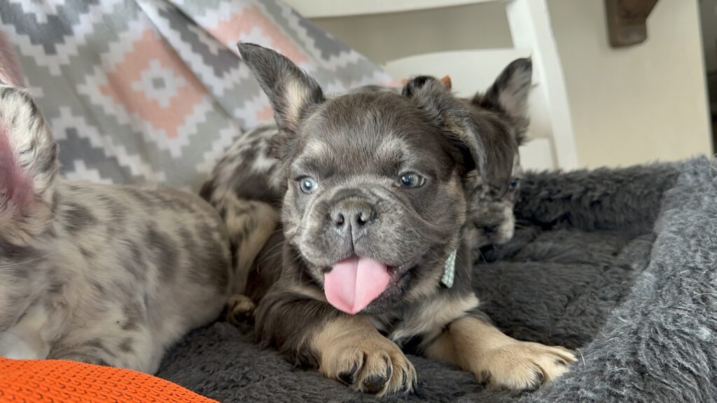 Ian | Blue & Tan French Bulldog Male | The Polite One