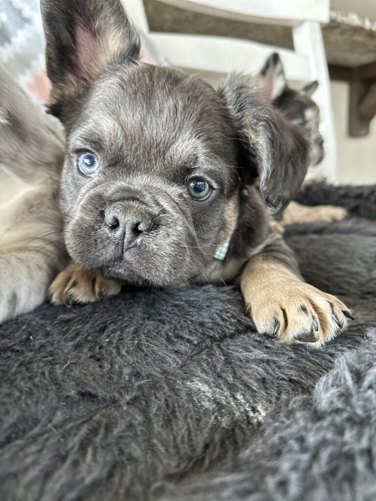 Ian | Blue & Tan French Bulldog Male | The Polite One