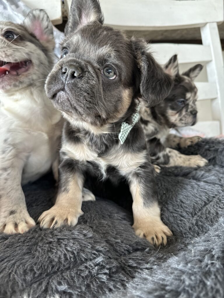 Ian | Blue & Tan French Bulldog Male | The Polite One