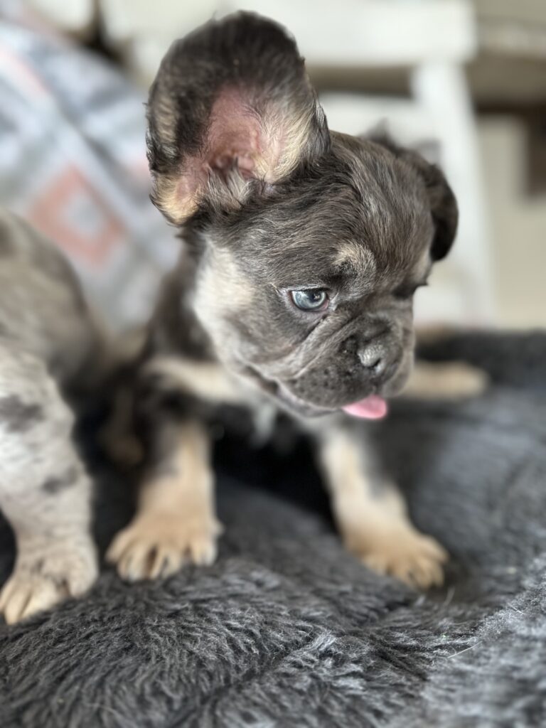 Ian | Blue & Tan French Bulldog Male | The Polite One