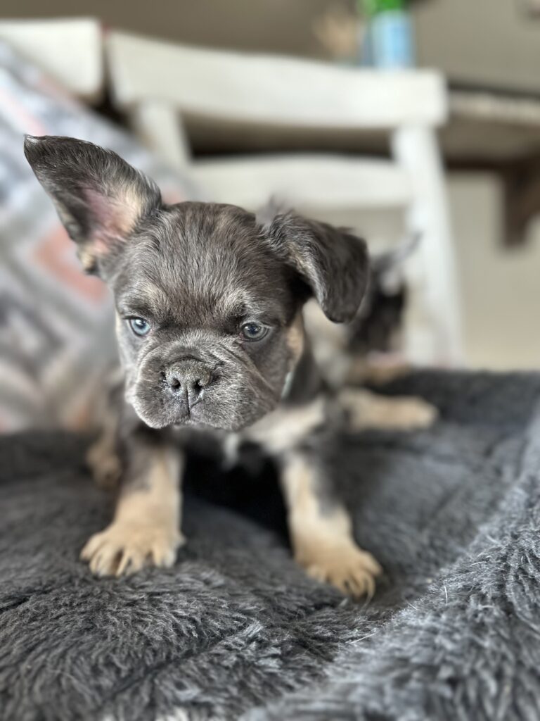 Ian | Blue & Tan French Bulldog Male | The Polite One
