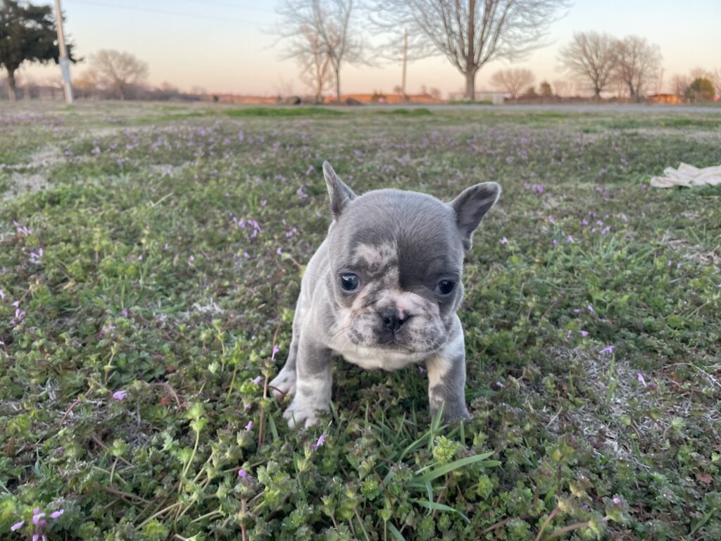 Yoshi | Blue Merle French Bulldog Male | The Joyful