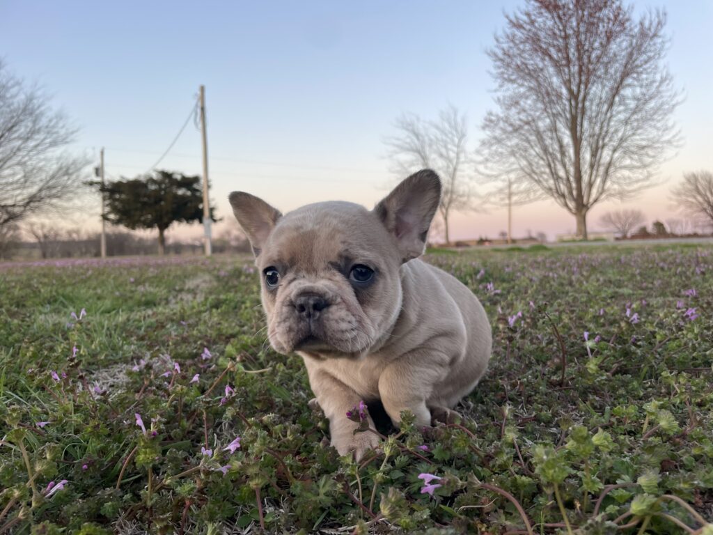 Yahtzee | Blue Fawn Merle French Bulldog Female | The Princess