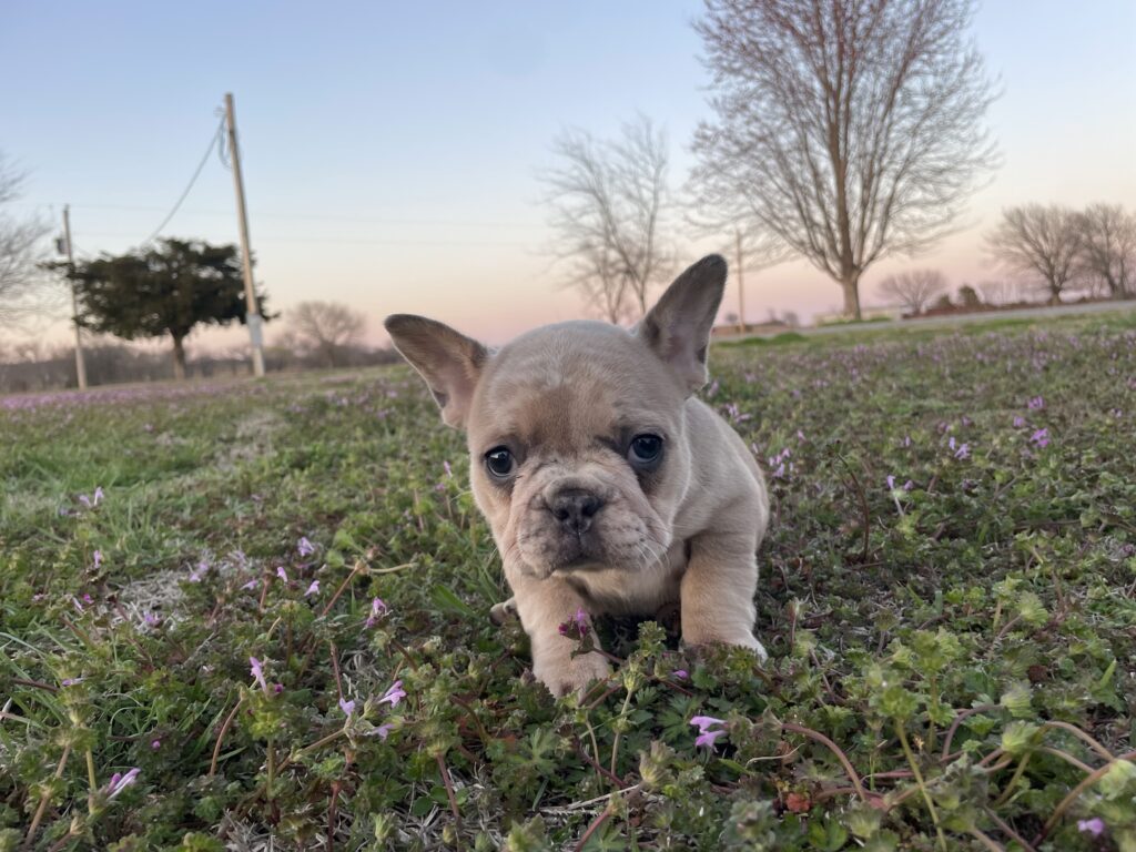 Yahtzee | Blue Fawn Merle French Bulldog Female | The Princess