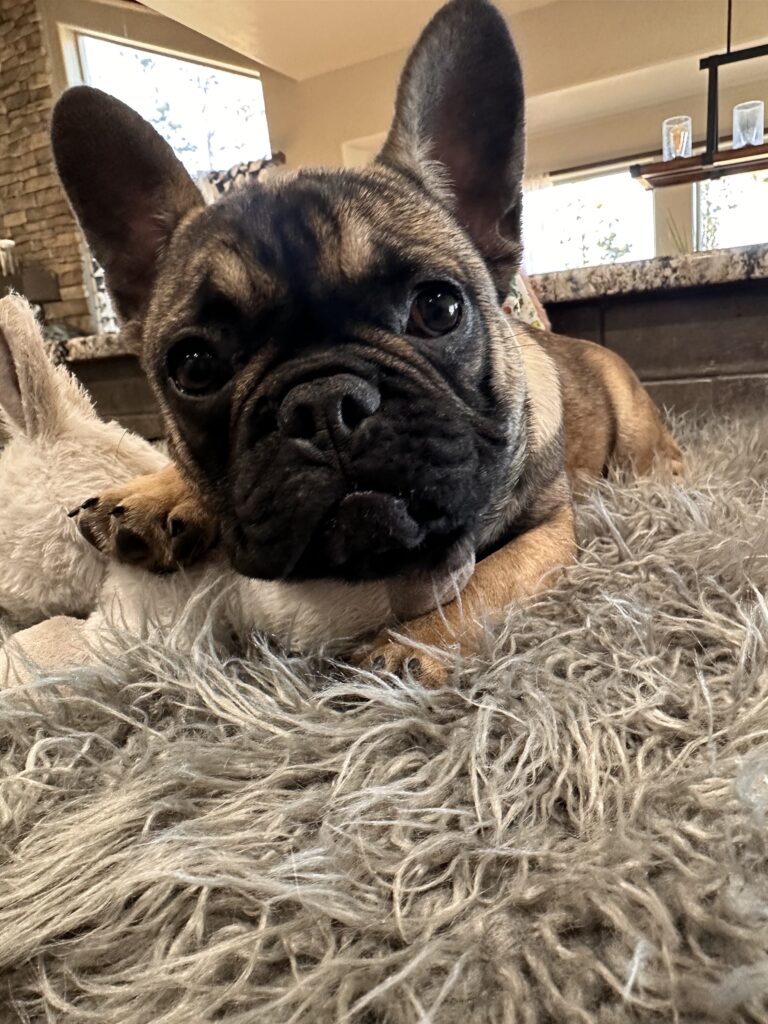 Cora | Sable French Bulldog Female | The Fun-Loving One