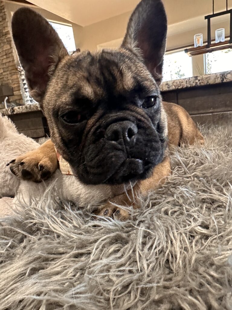 Cora | Sable French Bulldog Female | The Fun-Loving One
