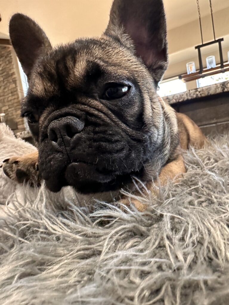 Cora | Sable French Bulldog Female | The Fun-Loving One