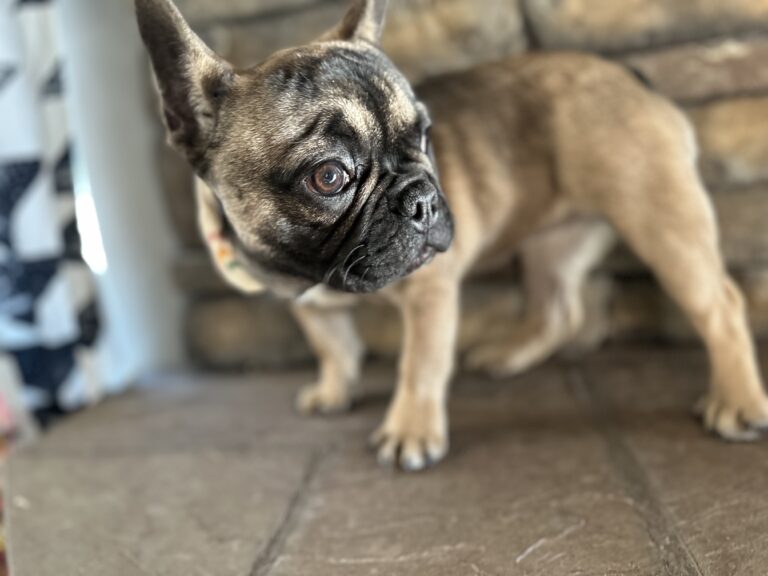 Cora | Sable French Bulldog Female | The Fun-Loving One