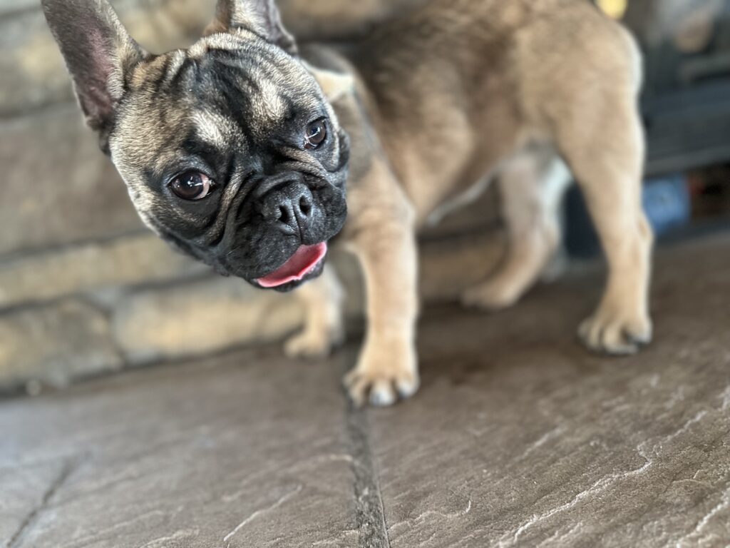 Cora | Sable French Bulldog Female | The Fun-Loving One