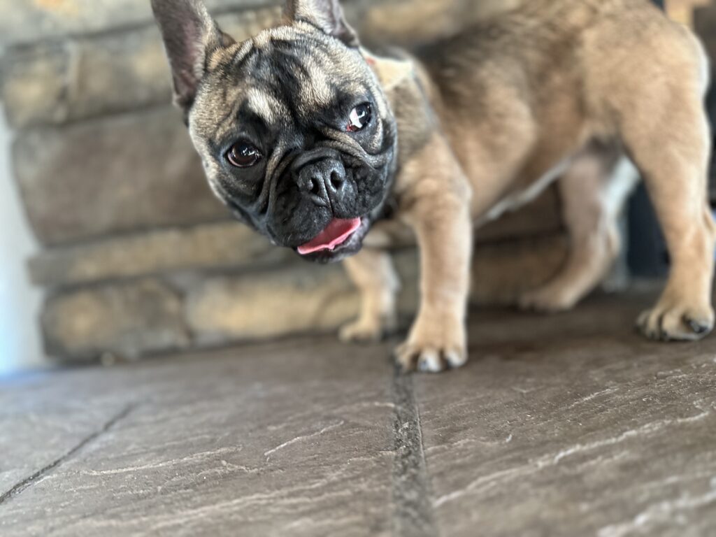 Cora | Sable French Bulldog Female | The Fun-Loving One