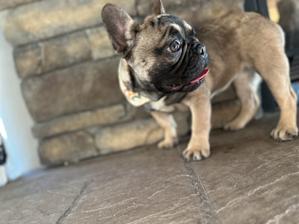 Cora | Sable French Bulldog Female | The Fun-Loving One