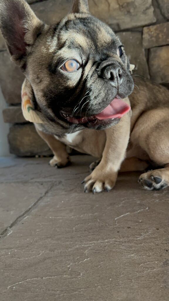 Cora | Sable French Bulldog Female | The Fun-Loving One