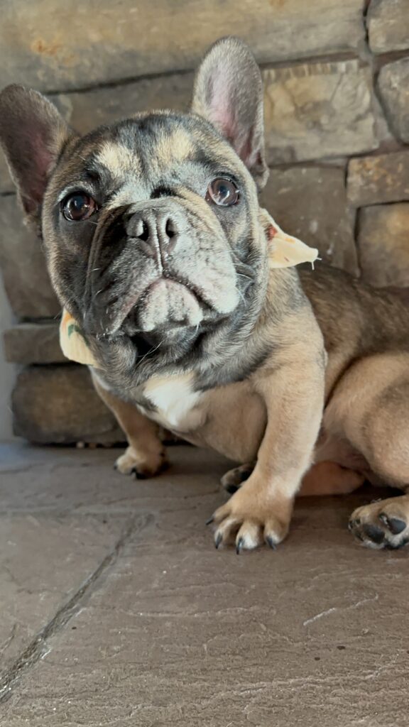 Cora | Sable French Bulldog Female | The Fun-Loving One