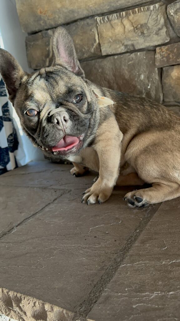 Cora | Sable French Bulldog Female | The Fun-Loving One