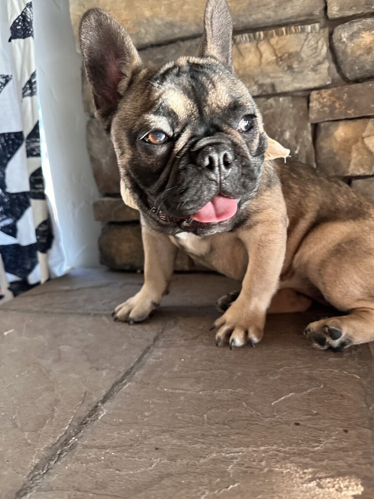 Cora | Sable French Bulldog Female | The Fun-Loving One