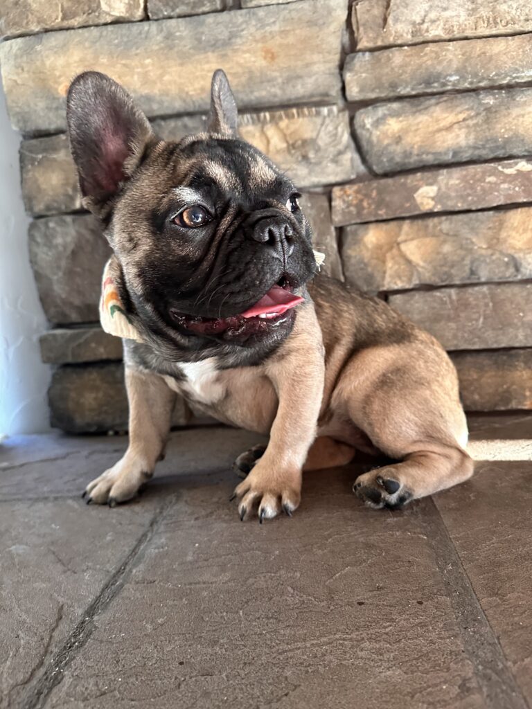 Cora | Sable French Bulldog Female | The Fun-Loving One