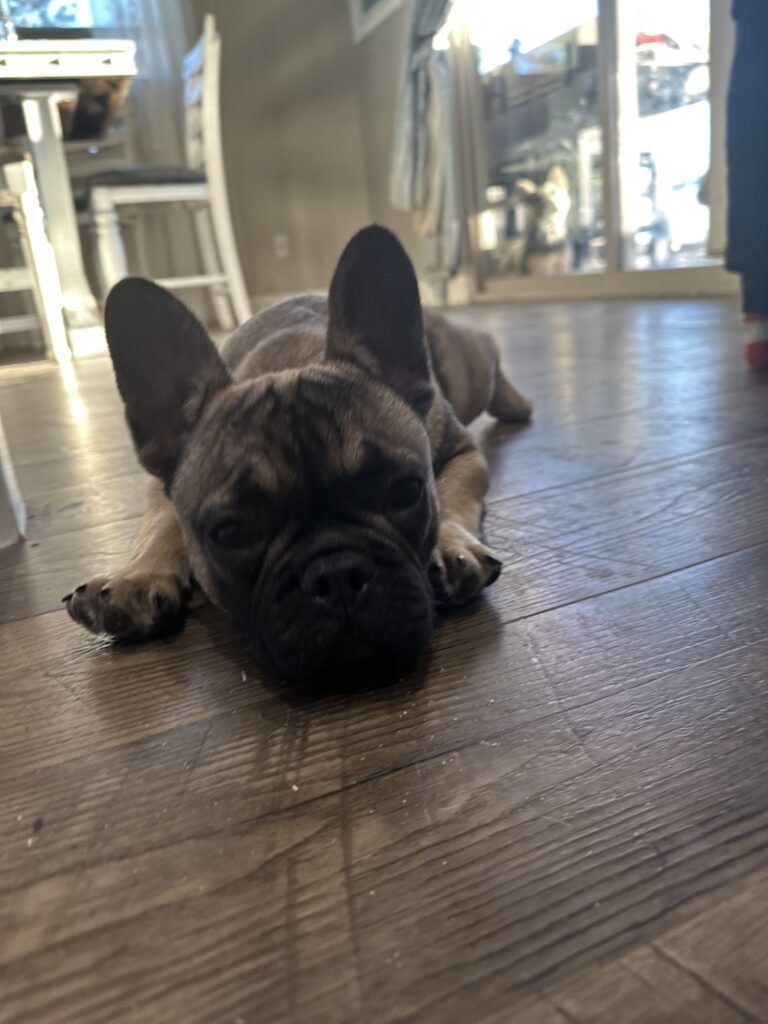 Cora | Sable French Bulldog Female | The Fun-Loving One