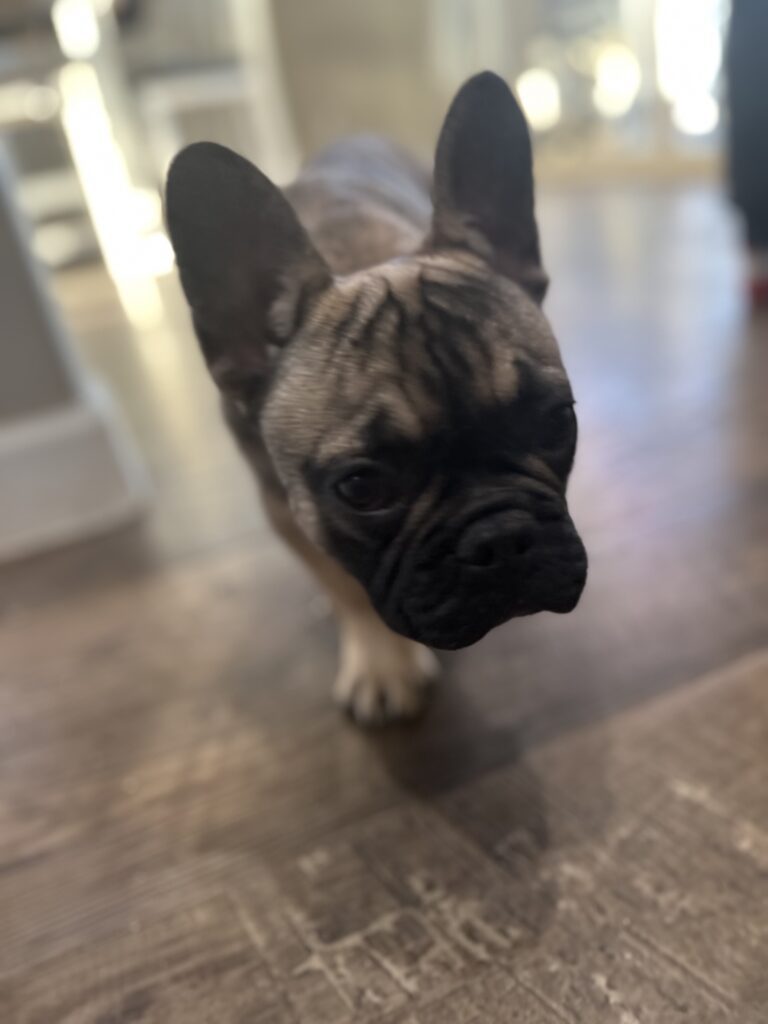 Cora | Sable French Bulldog Female | The Fun-Loving One
