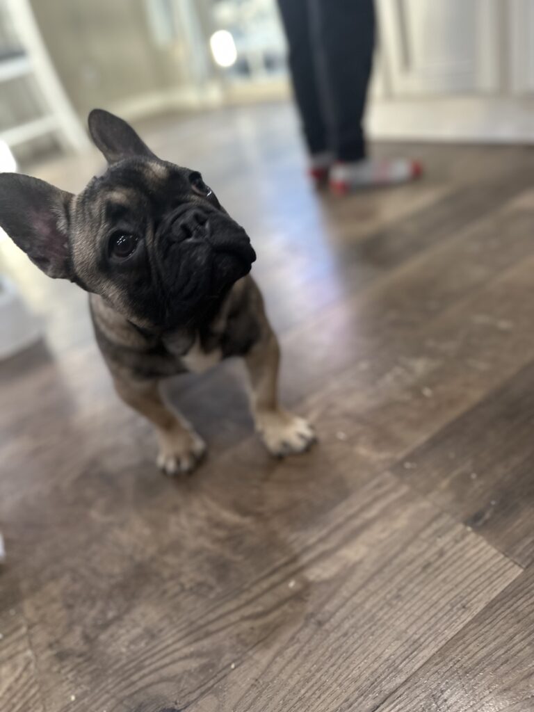 Cora | Sable French Bulldog Female | The Fun-Loving One