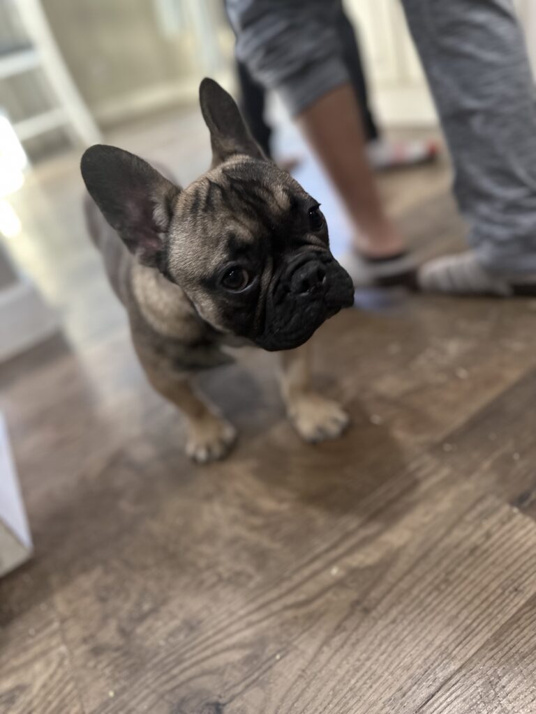 Cora | Sable French Bulldog Female | The Fun-Loving One