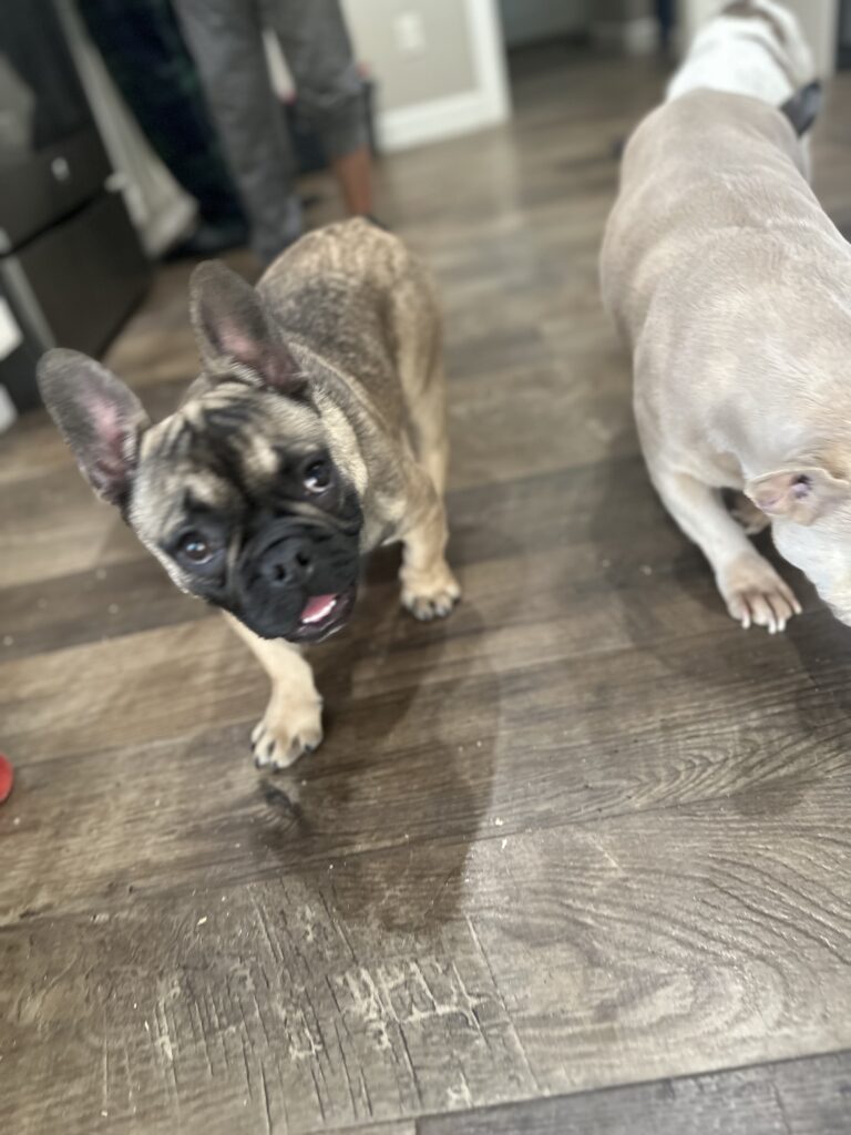 Cora | Sable French Bulldog Female | The Fun-Loving One