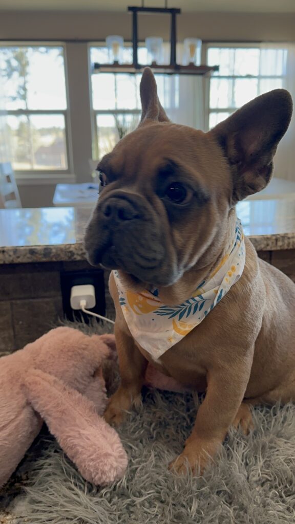 Knox | Blue Sable French Bulldog Male | Mr. Charming