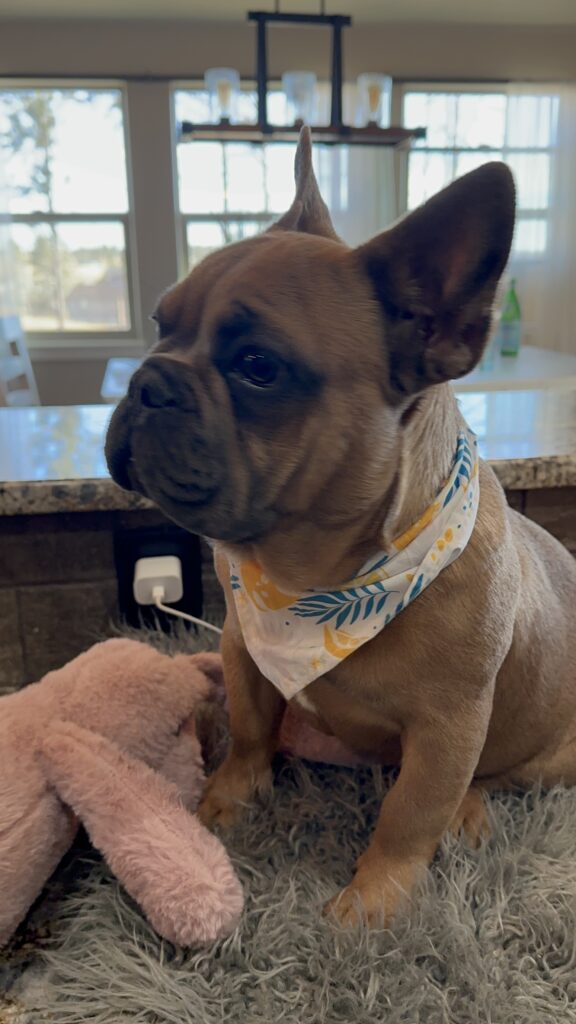 Knox | Blue Sable French Bulldog Male | Mr. Charming