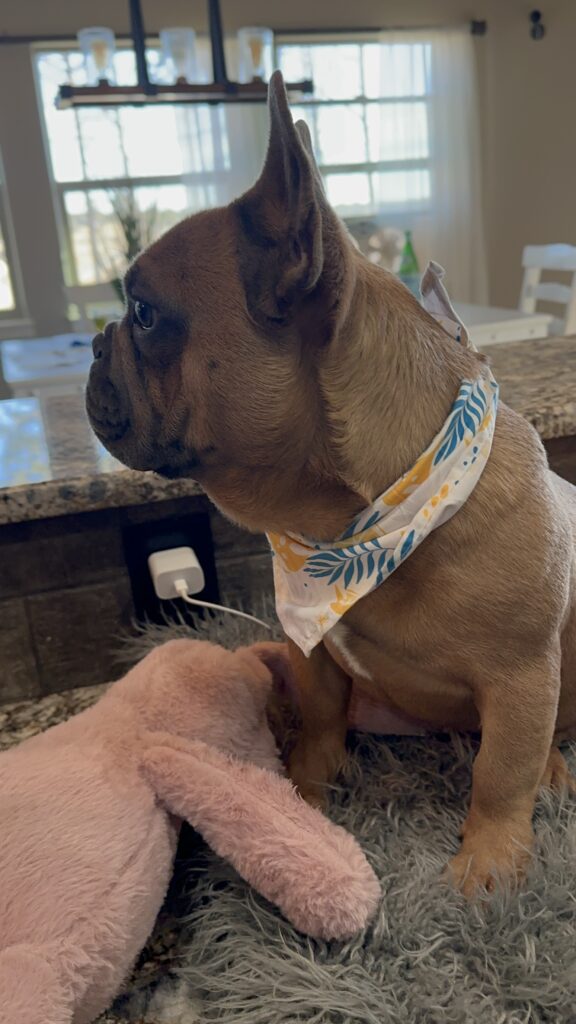 Knox | Blue Sable French Bulldog Male | Mr. Charming
