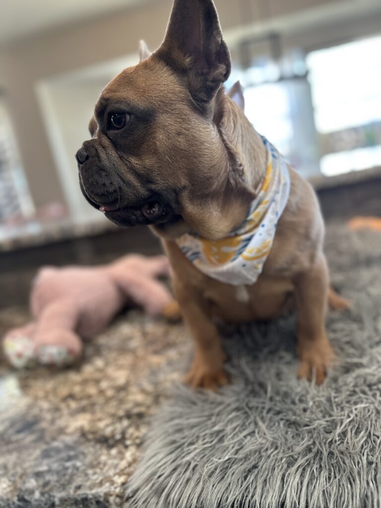 Knox | Blue Sable French Bulldog Male | Mr. Charming