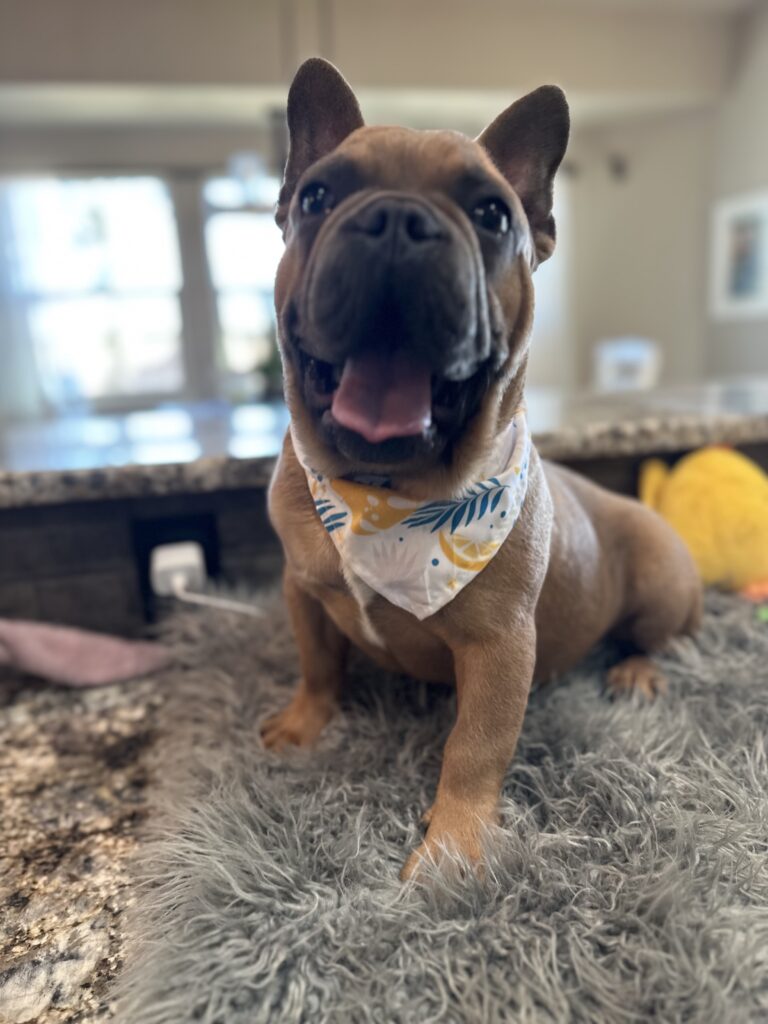 Knox | Blue Sable French Bulldog Male | Mr. Charming