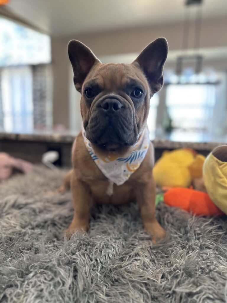 Knox | Blue Sable French Bulldog Male | Mr. Charming