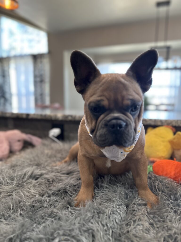Knox | Blue Sable French Bulldog Male | Mr. Charming