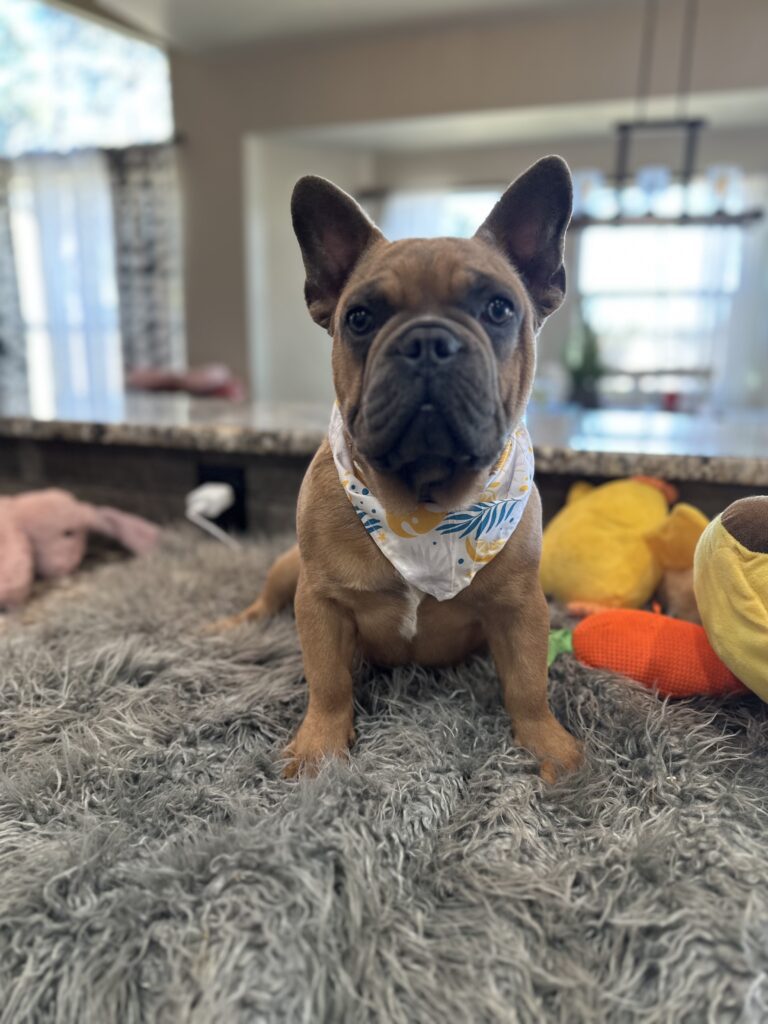 Knox | Blue Sable French Bulldog Male | Mr. Charming
