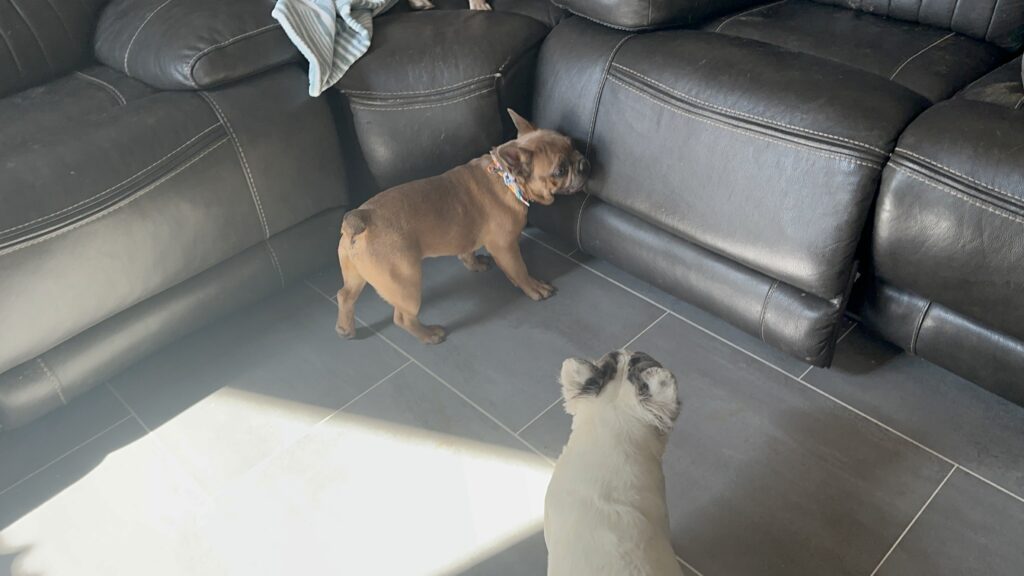 Knox | Blue Sable French Bulldog Male | Mr. Charming
