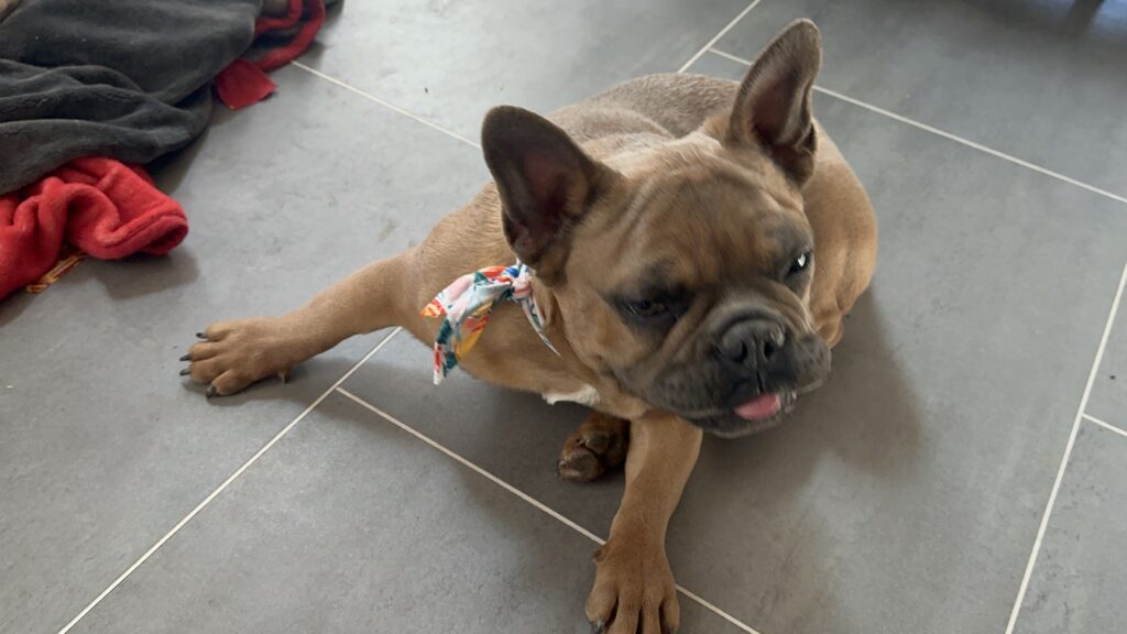 Knox | Blue Sable French Bulldog Male | Mr. Charming