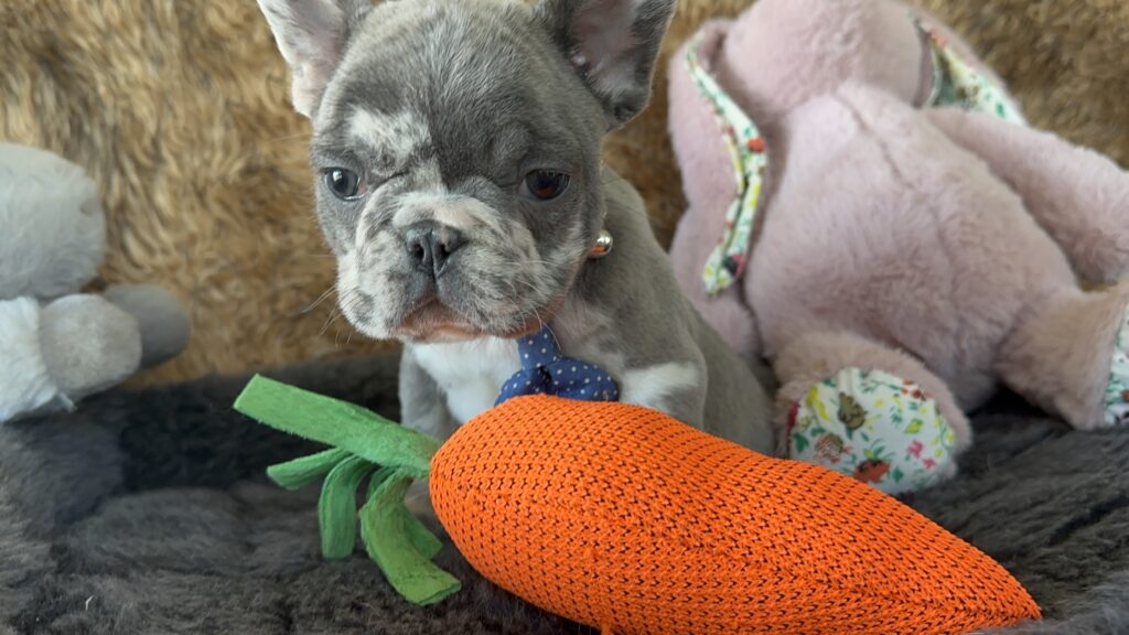 Yoshi | Blue Merle French Bulldog Male | The Joyful