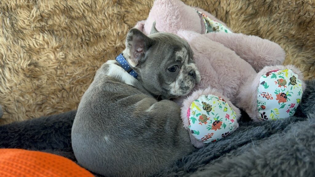 Yoshi | Blue Merle French Bulldog Male | The Joyful