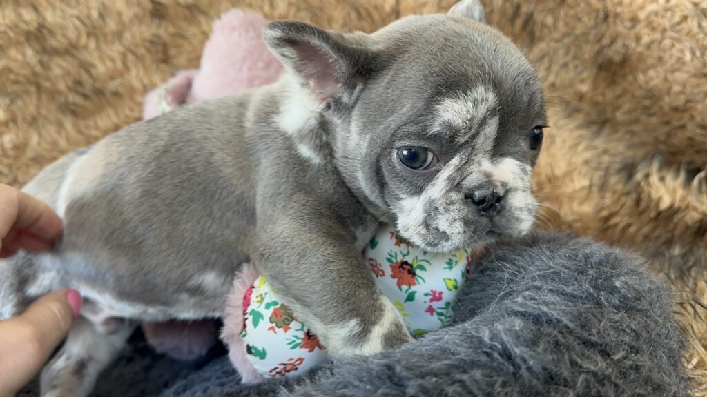 Yoshi | Blue Merle French Bulldog Male | The Joyful