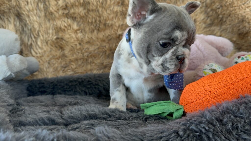 Yoshi | Blue Merle French Bulldog Male | The Joyful