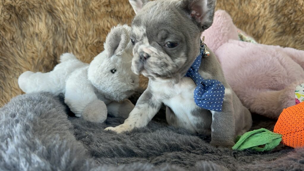 Yoshi | Blue Merle French Bulldog Male | The Joyful