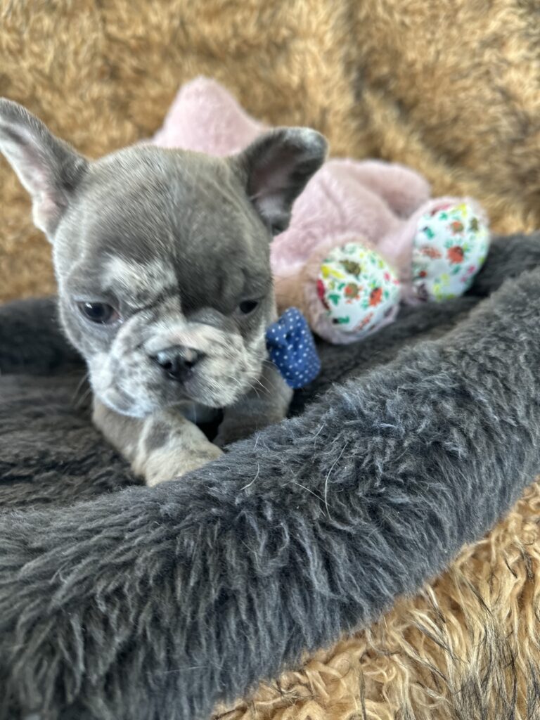 Yoshi | Blue Merle French Bulldog Male | The Joyful