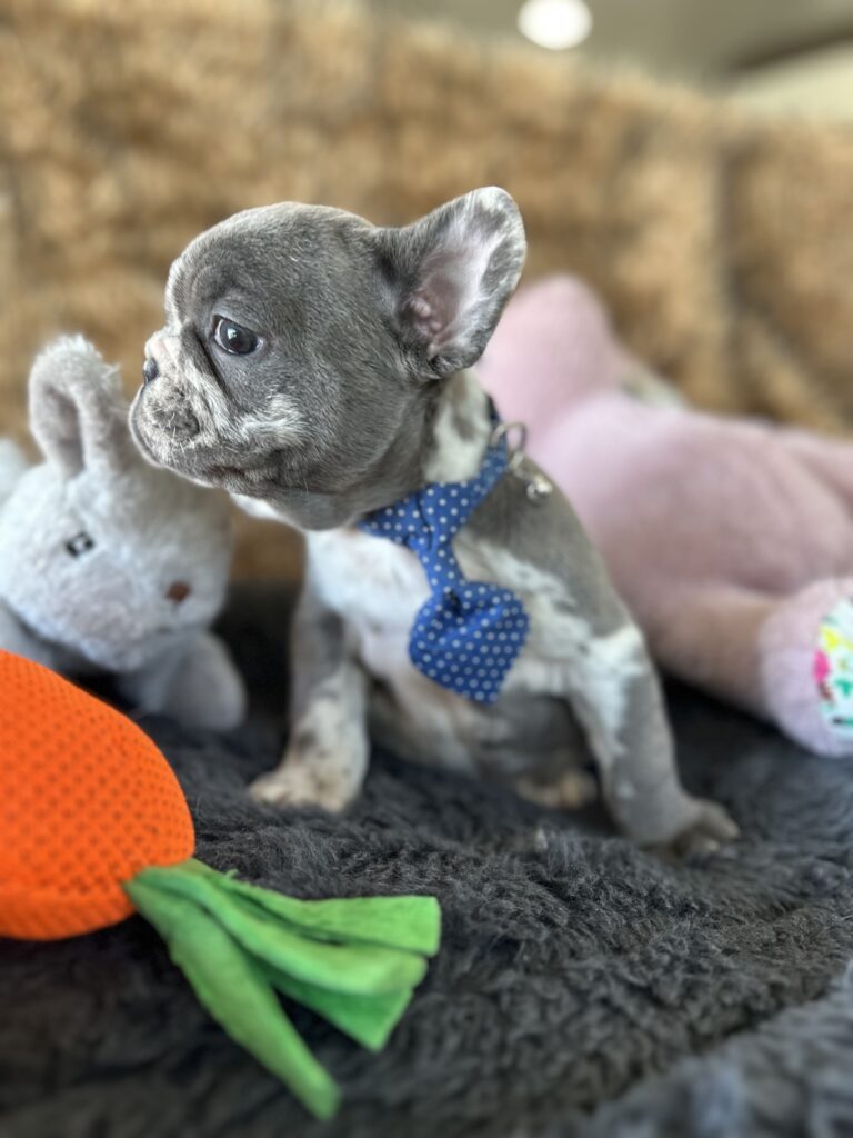 Yoshi | Blue Merle French Bulldog Male | The Joyful