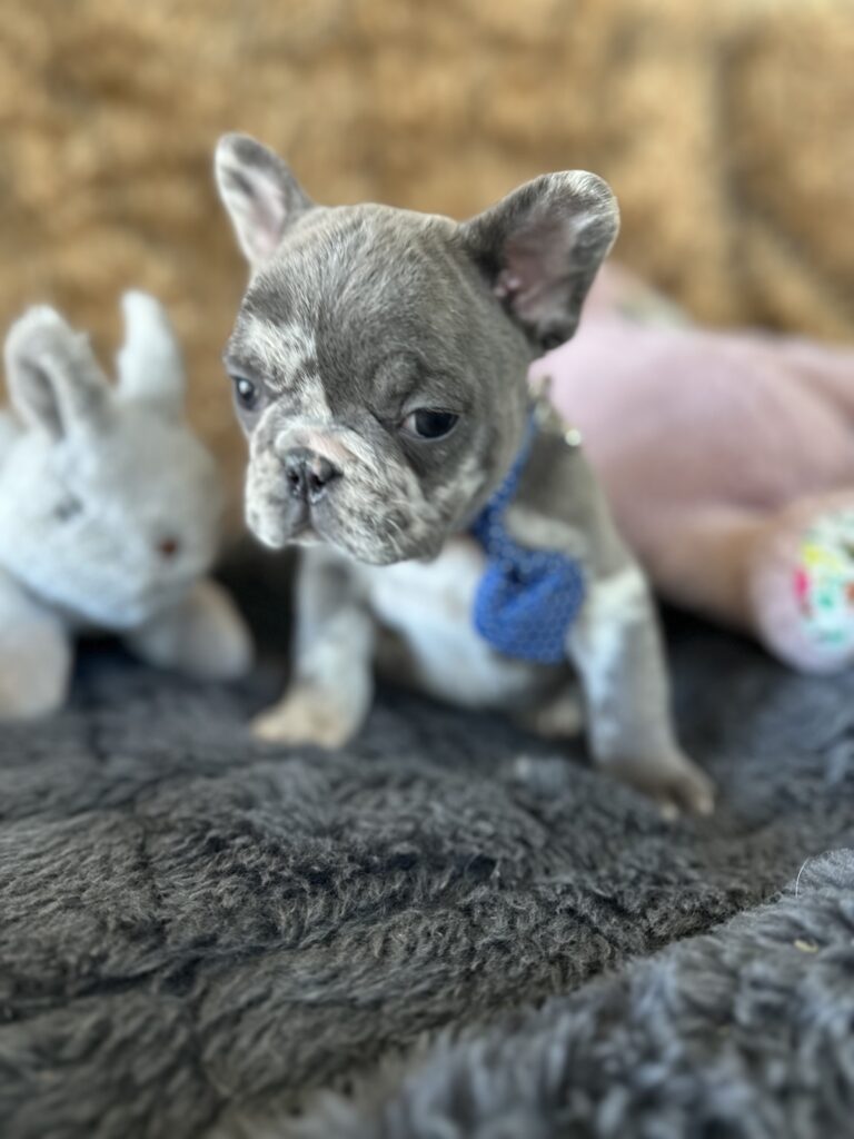 Yoshi | Blue Merle French Bulldog Male | The Joyful