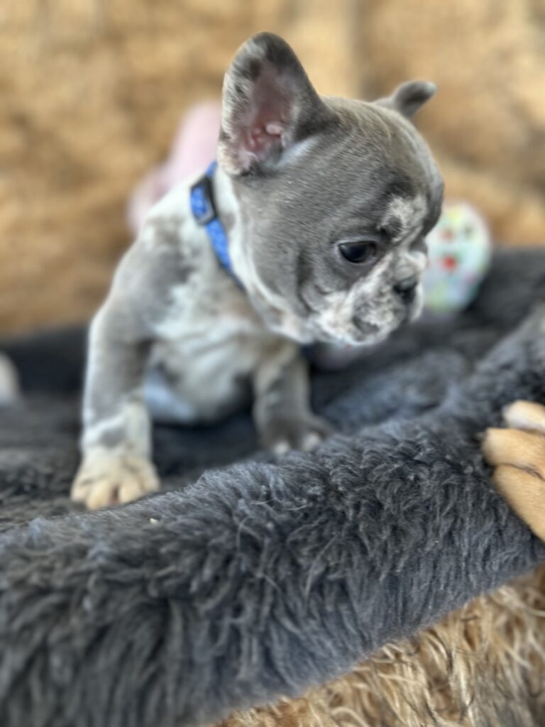 Yoshi | Blue Merle French Bulldog Male | The Joyful