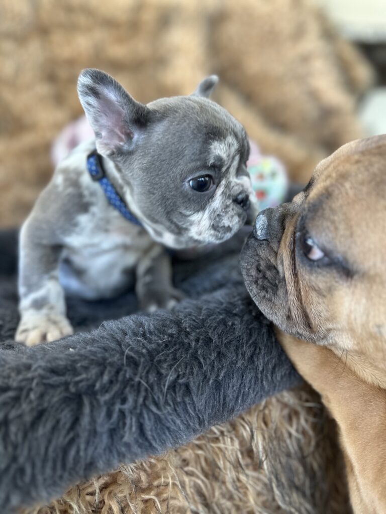 Yoshi | Blue Merle French Bulldog Male | The Joyful