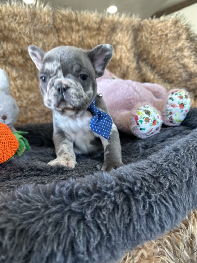 Yoshi | Blue Merle French Bulldog Male | The Joyful