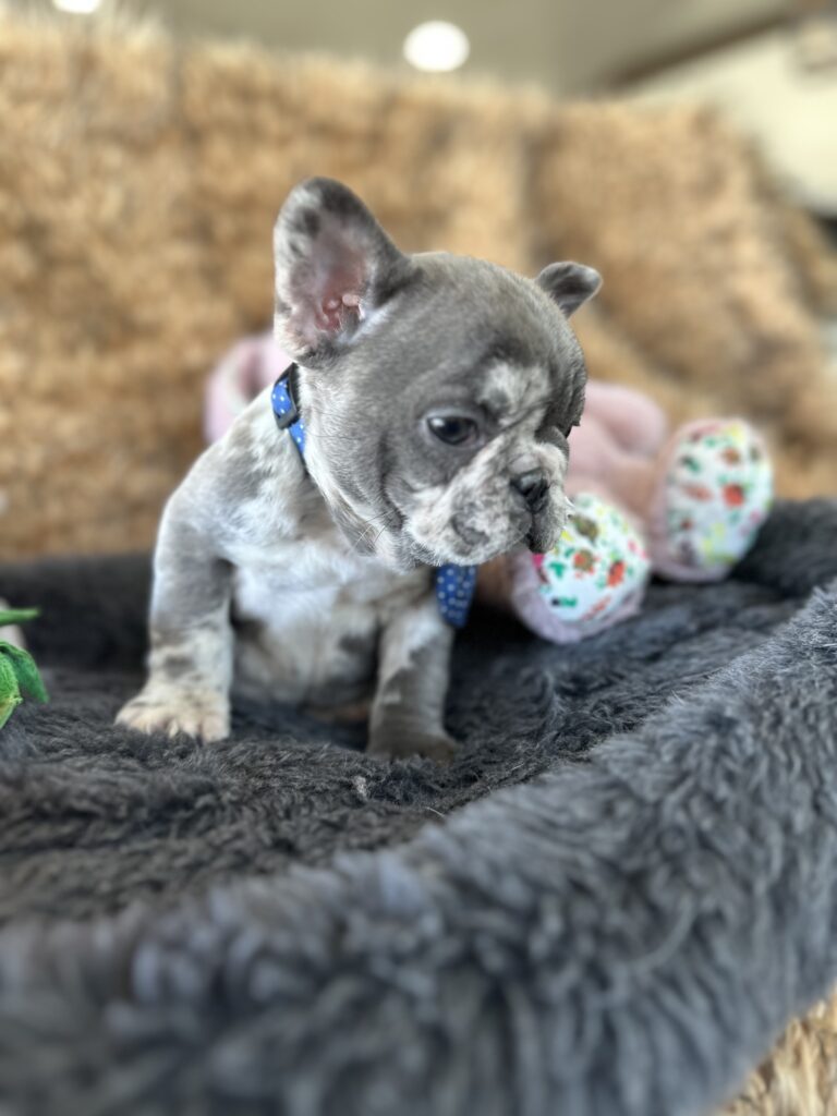 Yoshi | Blue Merle French Bulldog Male | The Joyful