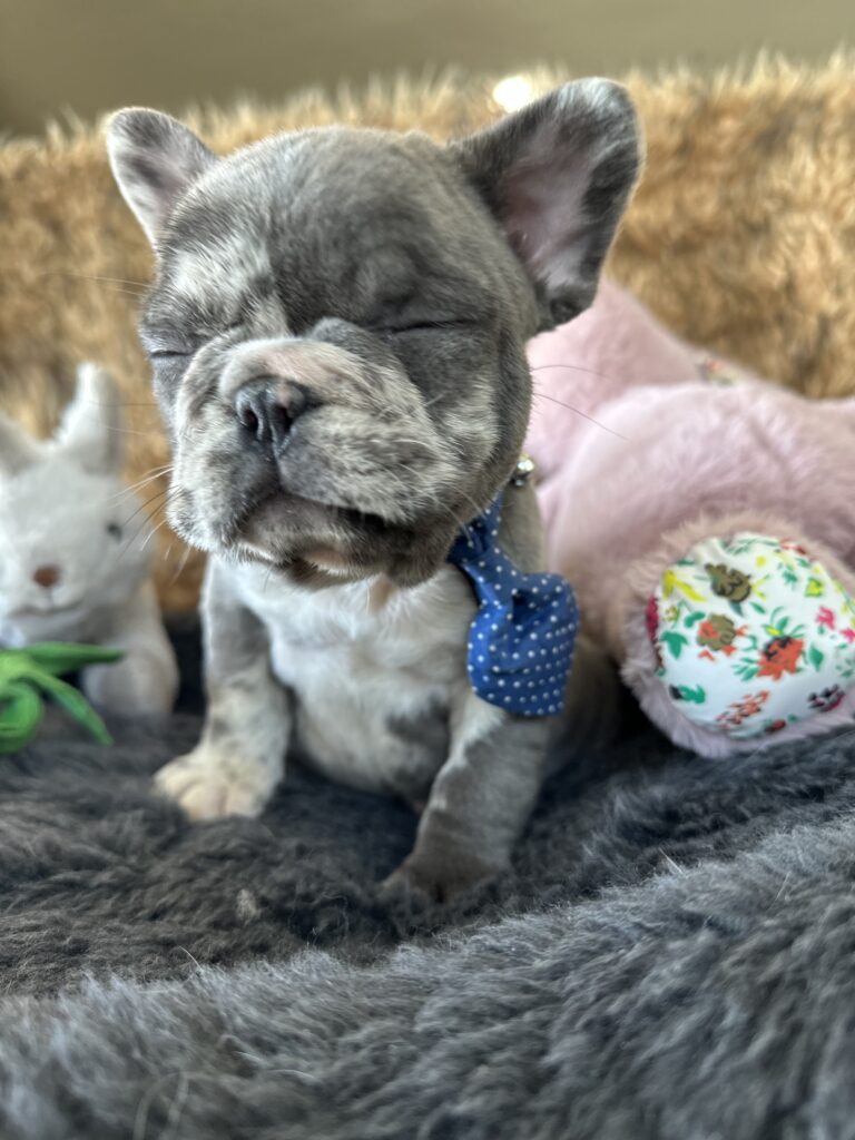 Yoshi | Blue Merle French Bulldog Male | The Joyful