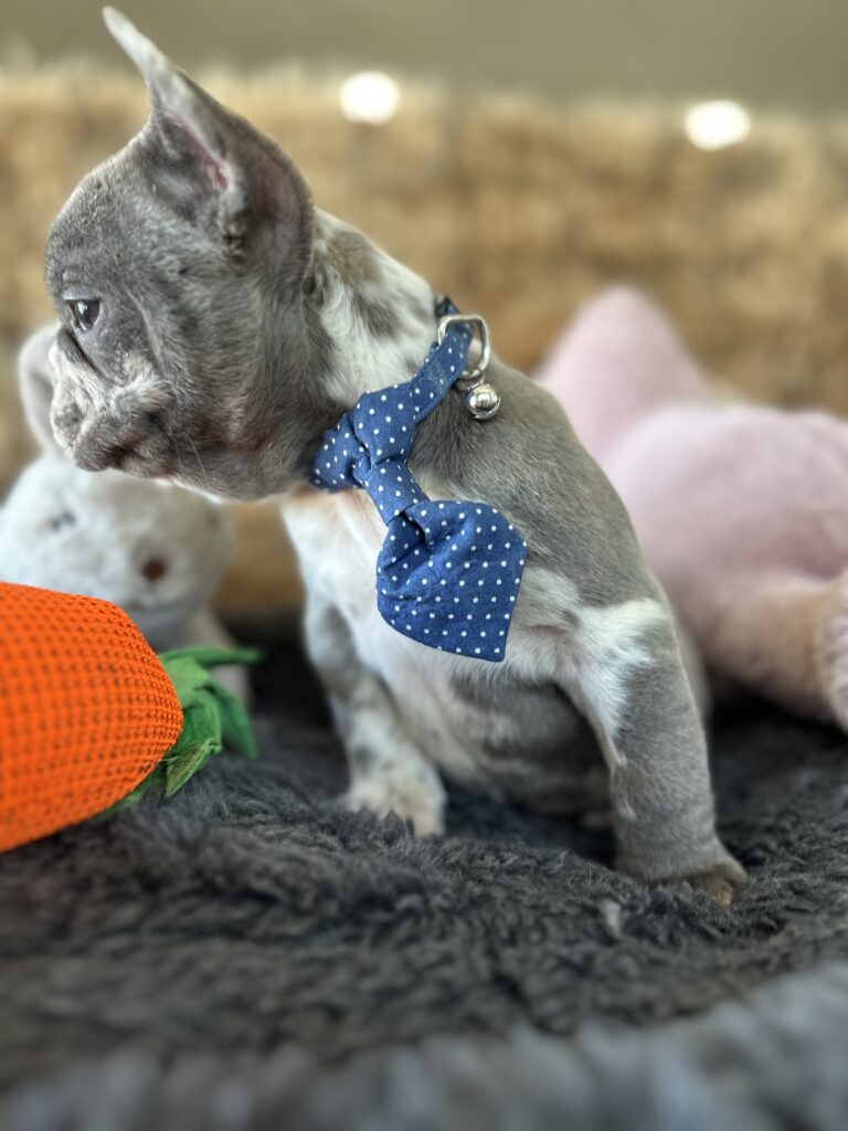 Yoshi | Blue Merle French Bulldog Male | The Joyful