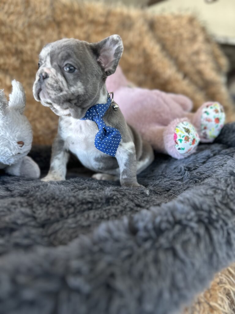 Yoshi | Blue Merle French Bulldog Male | The Joyful
